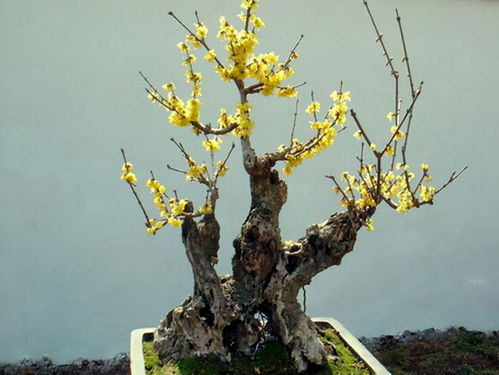 四、腊梅的文化价值