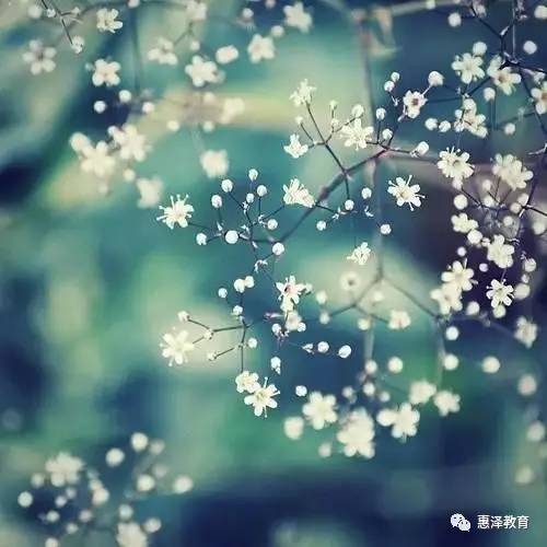 满天星象征星光熠熠，寓意无尽希望