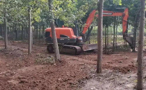 关键栽培技术揭秘