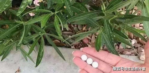 粉纸扇能否通过扦插繁殖成功？