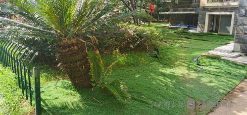 小区绿化带里的草皮：它们是谁？