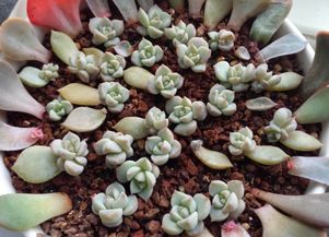 如何让多肉叶插苗快速长大？有哪些技巧可以促进多肉叶插苗快速生长