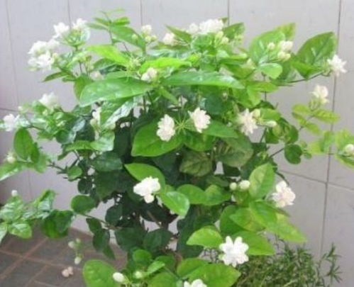 茉莉种子发芽，有讲究