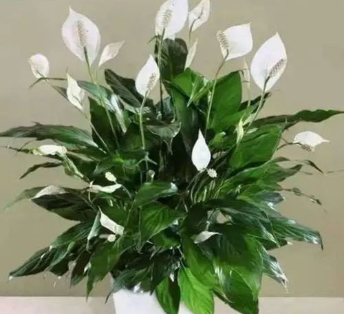 室内不死的植物：生命力旺盛的守护者