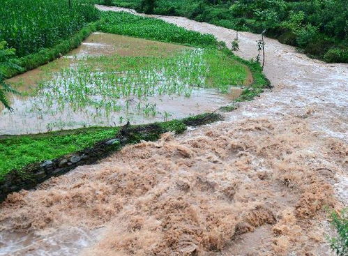 河边旅营地种植攻略：防洪耐湿植物大揭秘