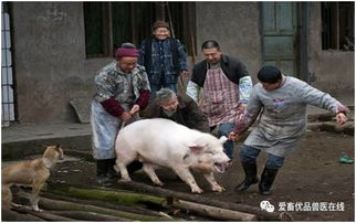 杀猪饲料妹妹长什么样？她的外貌特征有哪些？