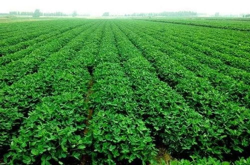 品种迭代， 产量提升