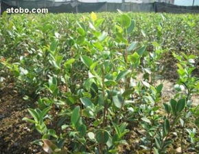 丰城茶油基地：揭秘哪种茶苗结籽最多，助您丰收！