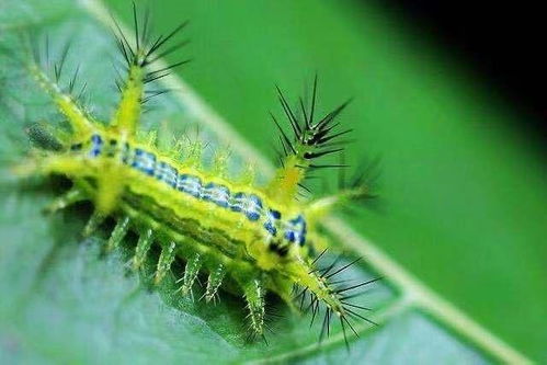 认识常见蛾子和幼虫