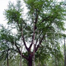 惯与银杏树的直径和价格那些事儿