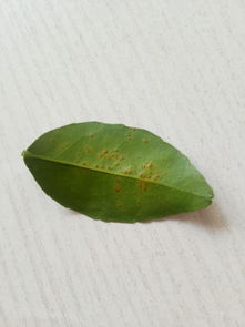 效果怎么样，真的管用吗？