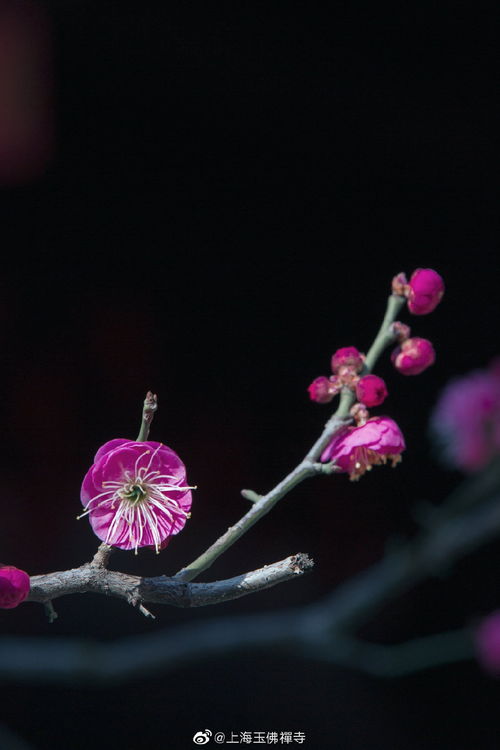 梅花秋天绽放，为何不春暖花开