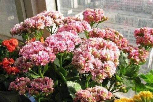 水质处理别嫌麻烦