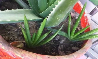 温度篇：温度适宜，芦荟长得好