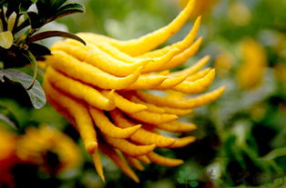 佛手的三大价值