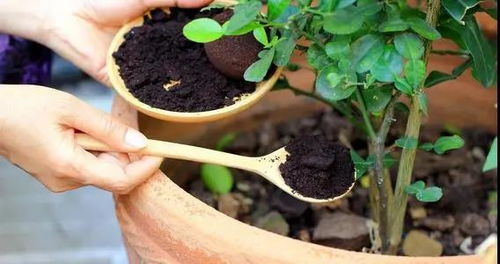 绿宝树种植最适合使用什么类型的肥料