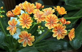 露薇花怎么养殖？教你几招