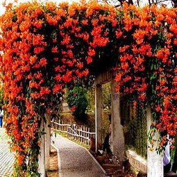 首选花卉：马缨丹