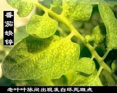 作物烧苗的无奈遭遇