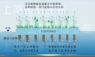 人工浮岛适合种植哪些植物，以适应其浮力稳定性和生长环境