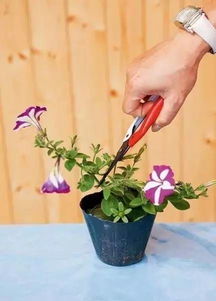 牡丹芽干枯了？如何巧妙修剪