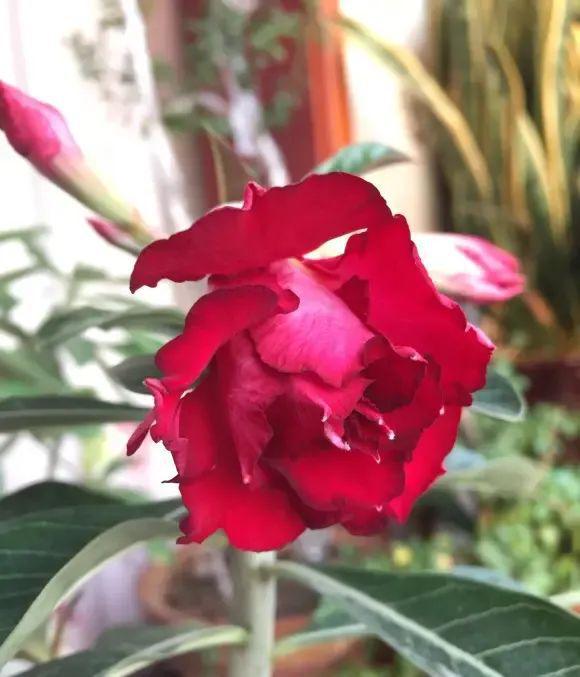 肉肉玫瑰：阳光下的舞蹈