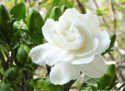 栀子花，洁白如雪