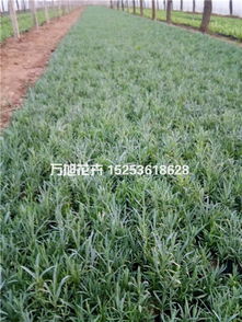 雪松在园林中的多样用途