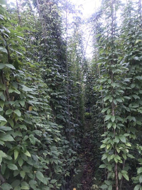 油麻藤种子，播种的黄金时段揭秘！