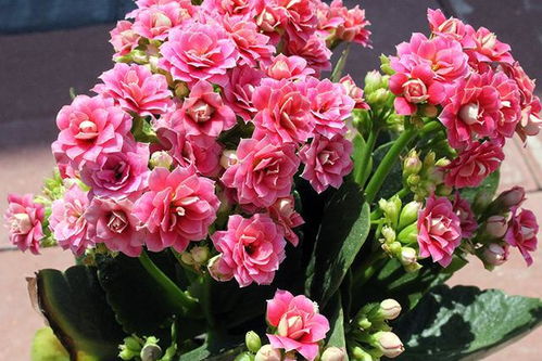 月季：大众情人， 品种繁多