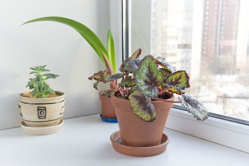 案例2：南向飘窗