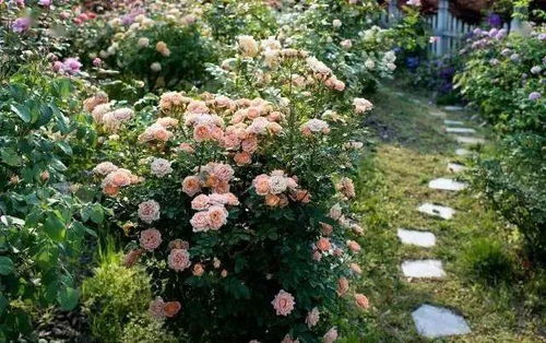 月季花：四季如春的美丽使者