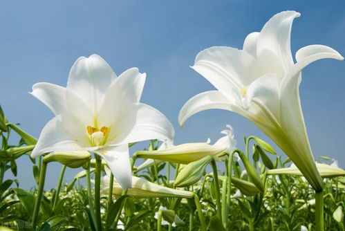 百合花朵积水，自然现象背后的原因是什么呢