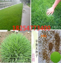 马尼拉草的习性