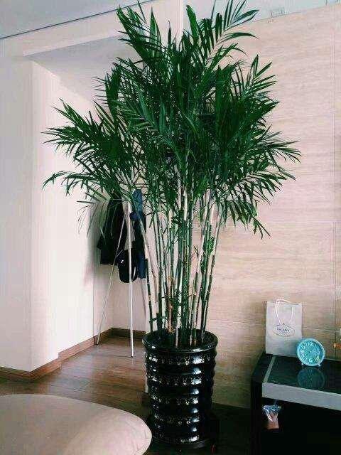 富贵竹摆放客厅，如何布局更旺家运