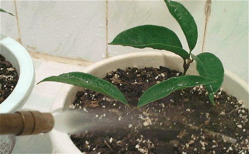 基质配比的经济账