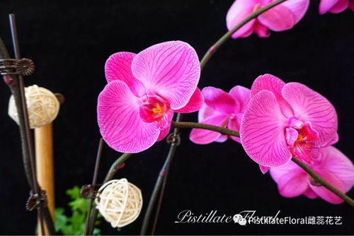 蝴蝶兰的花开如蝶舞，这美丽的寓意
