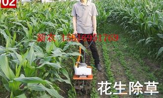 银中杨小苗除草用哪种农药？一颗银中杨的价格是多少？