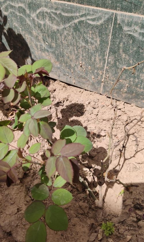 夏天给远志浇水，你得知道这些！