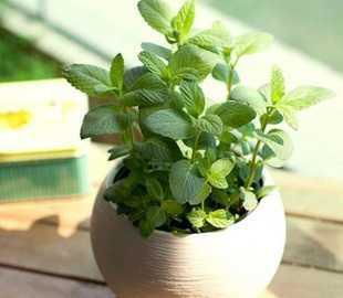 橡树叶挑选三原则