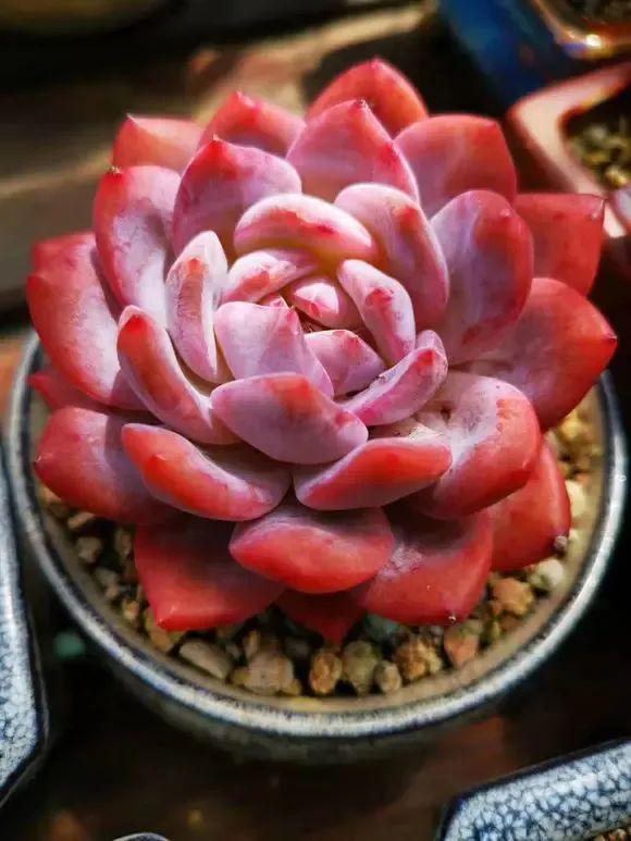 多肉植物春夏秋冬四季浇水频率和方式有何不同