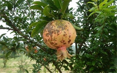 效果如何，一试便知