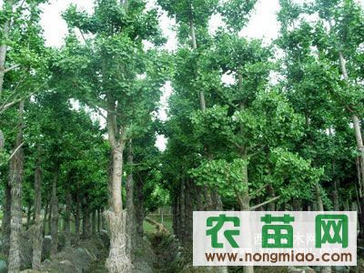 银杏种植基地的奥秘