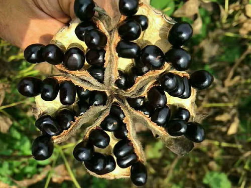 市场价格的波动原因