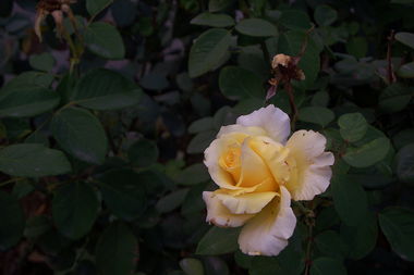 花期长，春华秋实