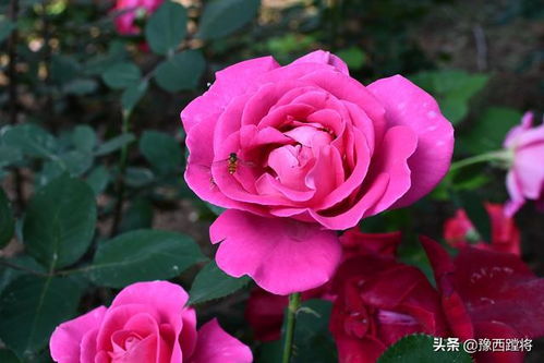 月季花开，醉美河南平顶山