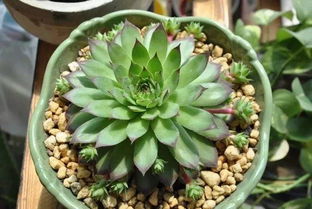 休眠期姜荷花的养护技巧