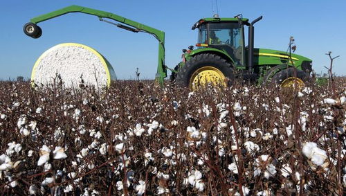 80年代日本棉花产量的变化之谜