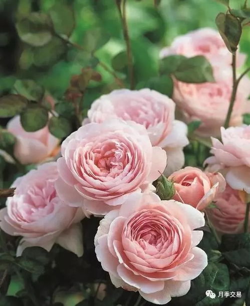 月季花的柔情世界