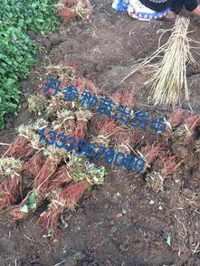 东北的播种时机